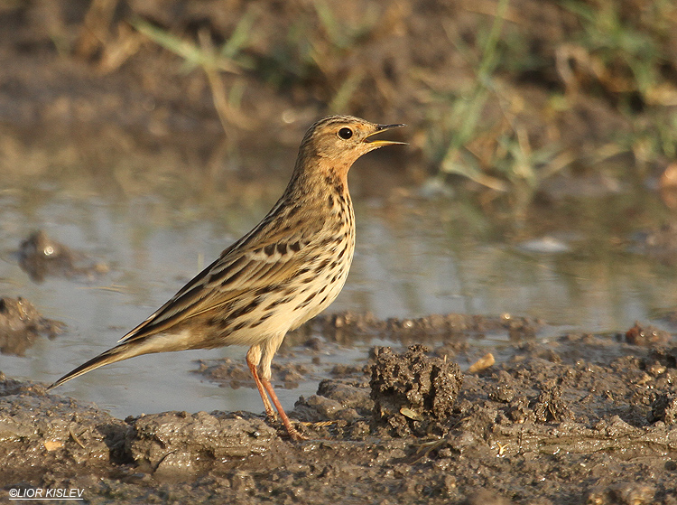       Red-throated Pipit Anthus cervinus ,Beit Shean valley ,November 2010.Lior Kislev             